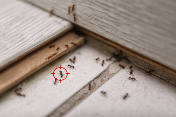 Best Emergency Pest Control  in Churchill, MT
