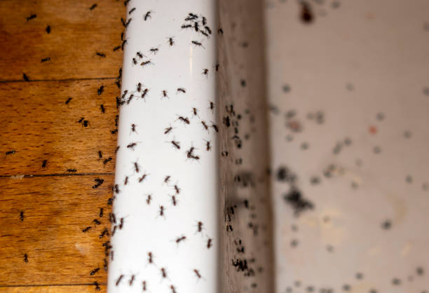 Trusted Churchill, MT Pest Control Experts